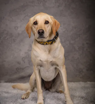 Jaydee Marquette and Lab Jaydee Marquette and Lab