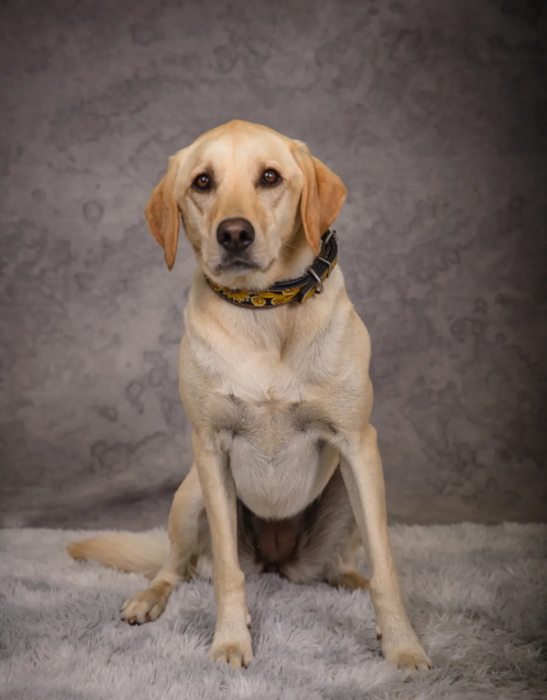 Jaydee Marquette and Lab Jaydee Marquette and Lab