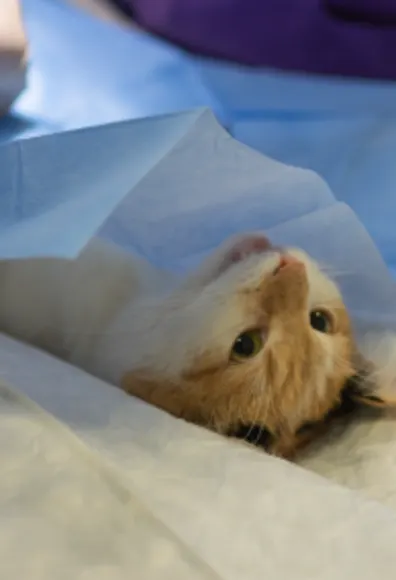 Cat being operated on at South Bay Veterinary Hospital in Chula Vista, CA. 