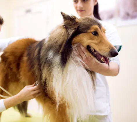 Two Veterinarians are checking on a Collie's heart beat with a stethoscope whome the Collie is on top of a clinic table.