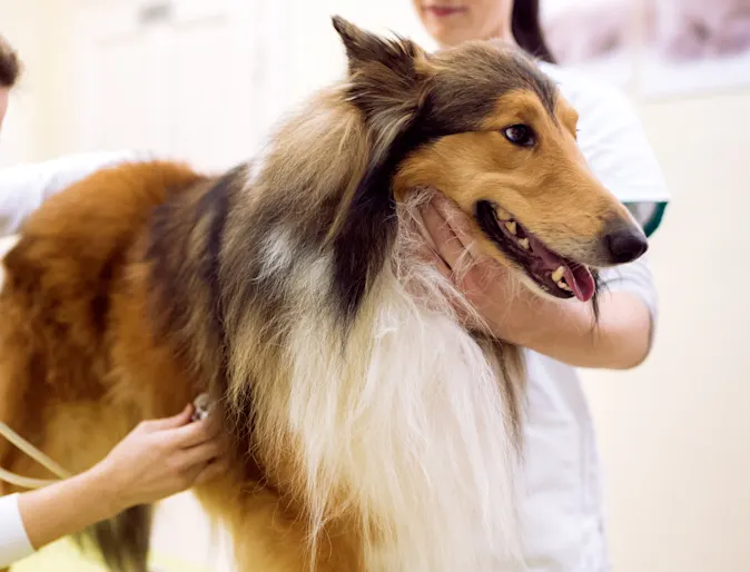 Two Veterinarians are checking on a Collie's heart beat with a stethoscope whome the Collie is on top of a clinic table. Two Veterinarians are checking on a Collie's heart beat with a stethoscope whome the Collie is on top of a clinic table.