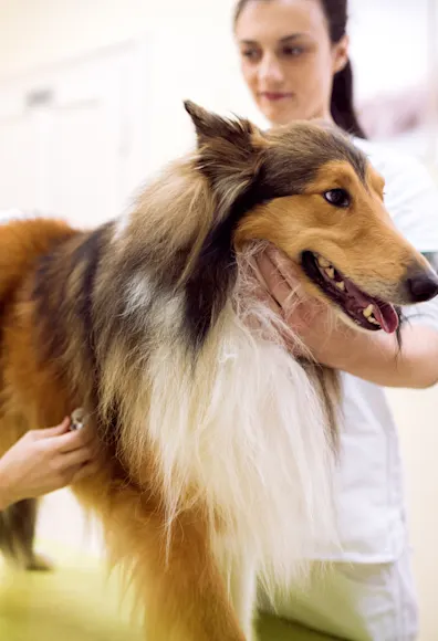 Two Veterinarians are checking on a Collie's heart beat with a stethoscope whome the Collie is on top of a clinic table. Two Veterinarians are checking on a Collie's heart beat with a stethoscope whome the Collie is on top of a clinic table.