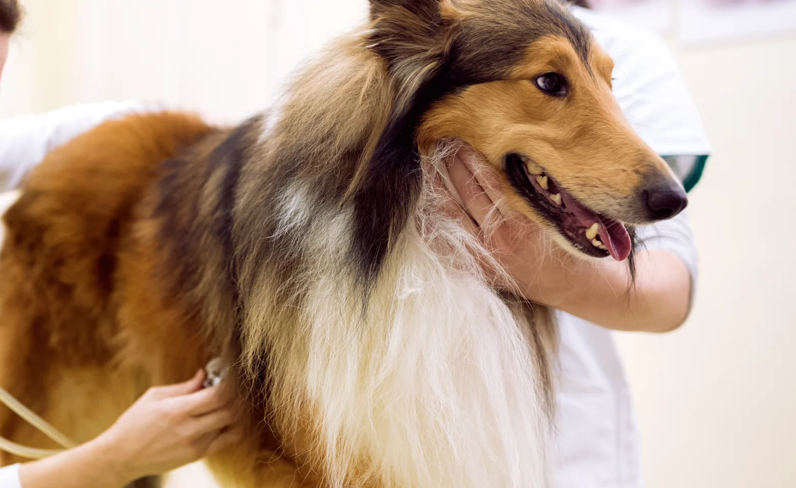 Two Veterinarians are checking on a Collie's heart beat with a stethoscope whome the Collie is on top of a clinic table. Two Veterinarians are checking on a Collie's heart beat with a stethoscope whome the Collie is on top of a clinic table.