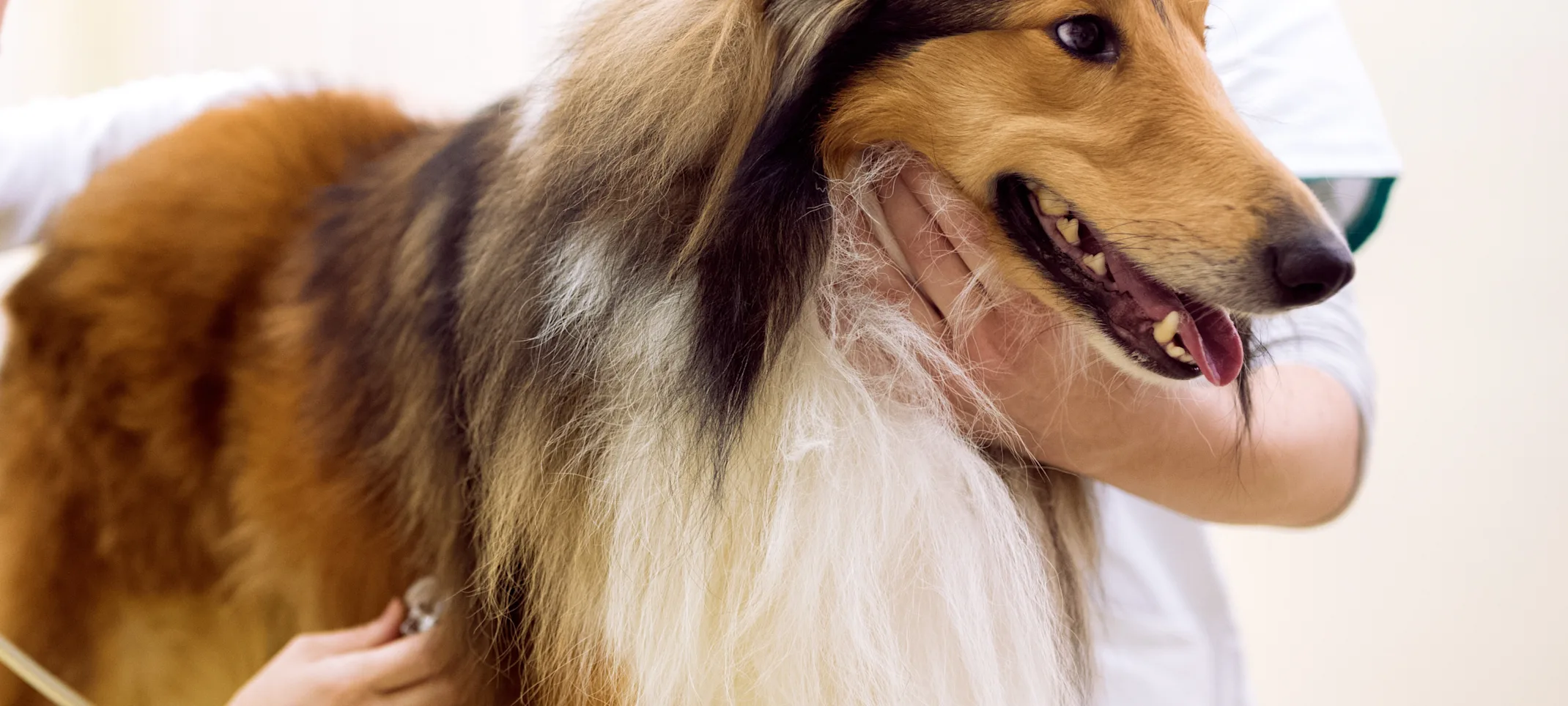 Two Veterinarians are checking on a Collie's heart beat with a stethoscope whome the Collie is on top of a clinic table.