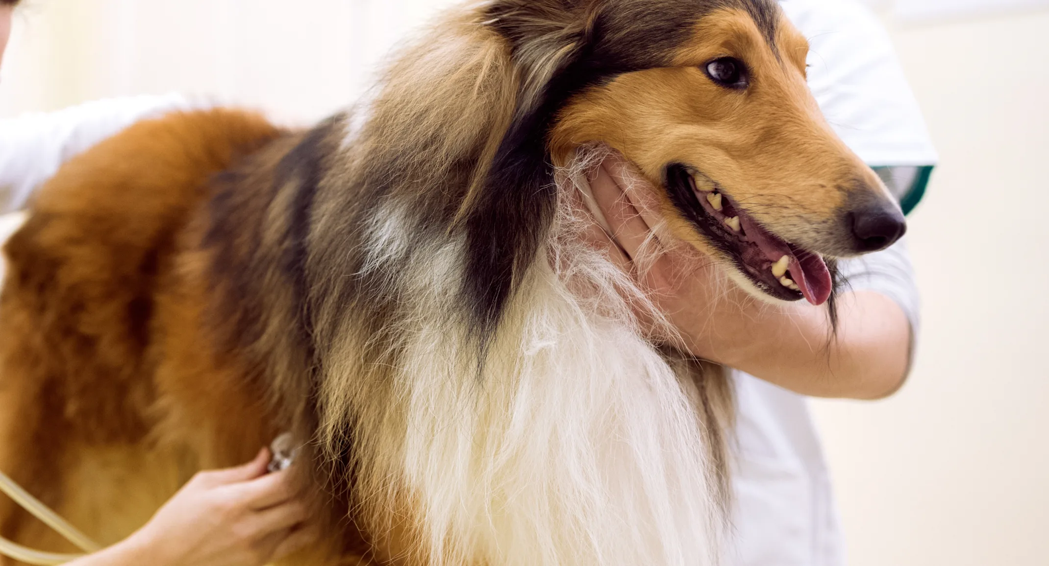 Two Veterinarians are checking on a Collie's heart beat with a stethoscope whome the Collie is on top of a clinic table. Two Veterinarians are checking on a Collie's heart beat with a stethoscope whome the Collie is on top of a clinic table.