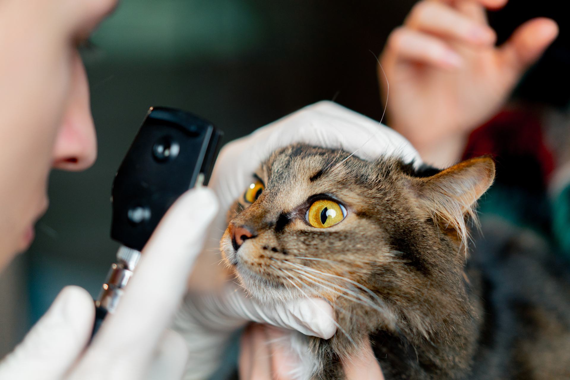 Vet inspecting a cat's eyes.