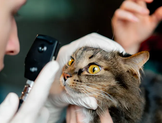 Vet inspecting a cat's eyes. Vet inspecting a cat's eyes.