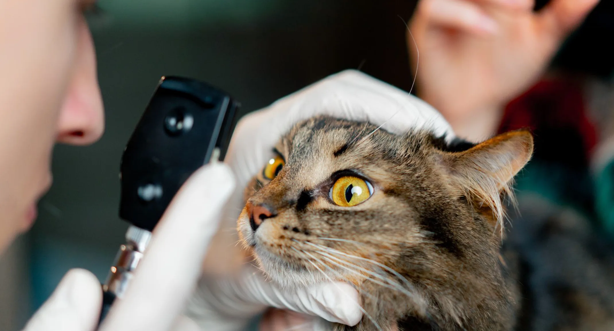Vet inspecting a cat's eyes. Vet inspecting a cat's eyes.