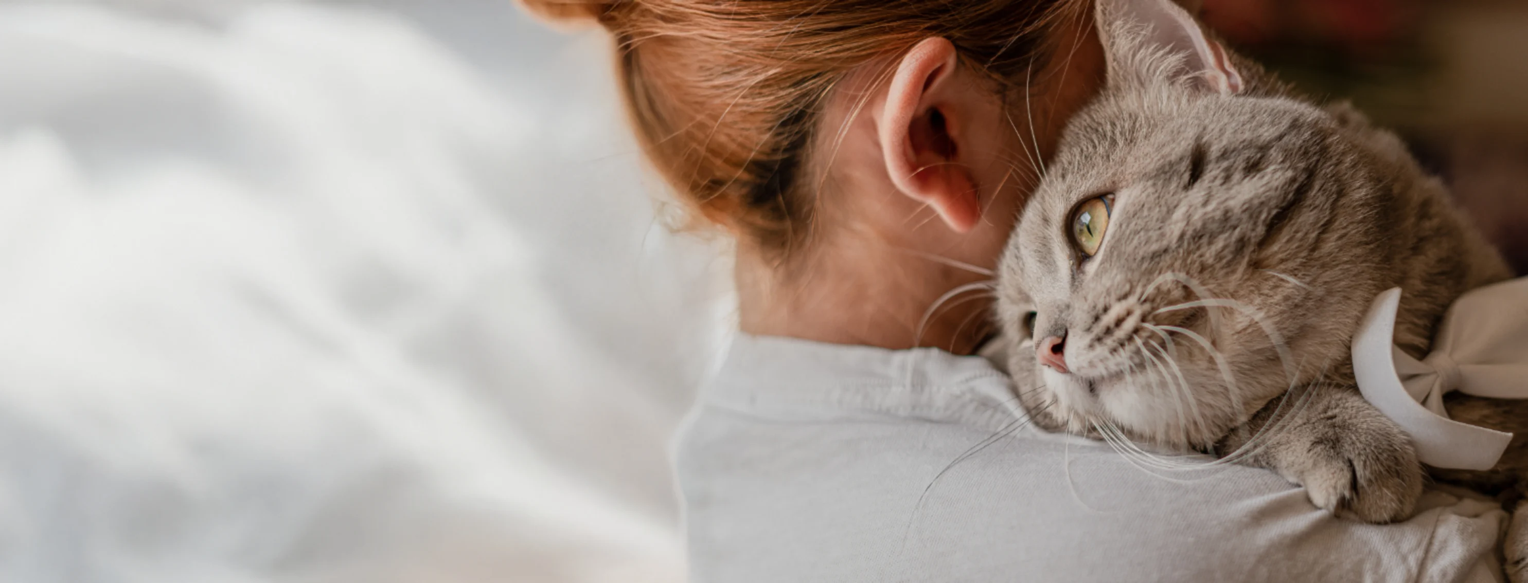 Woman Holding Gray Cat Woman Holding Gray Cat