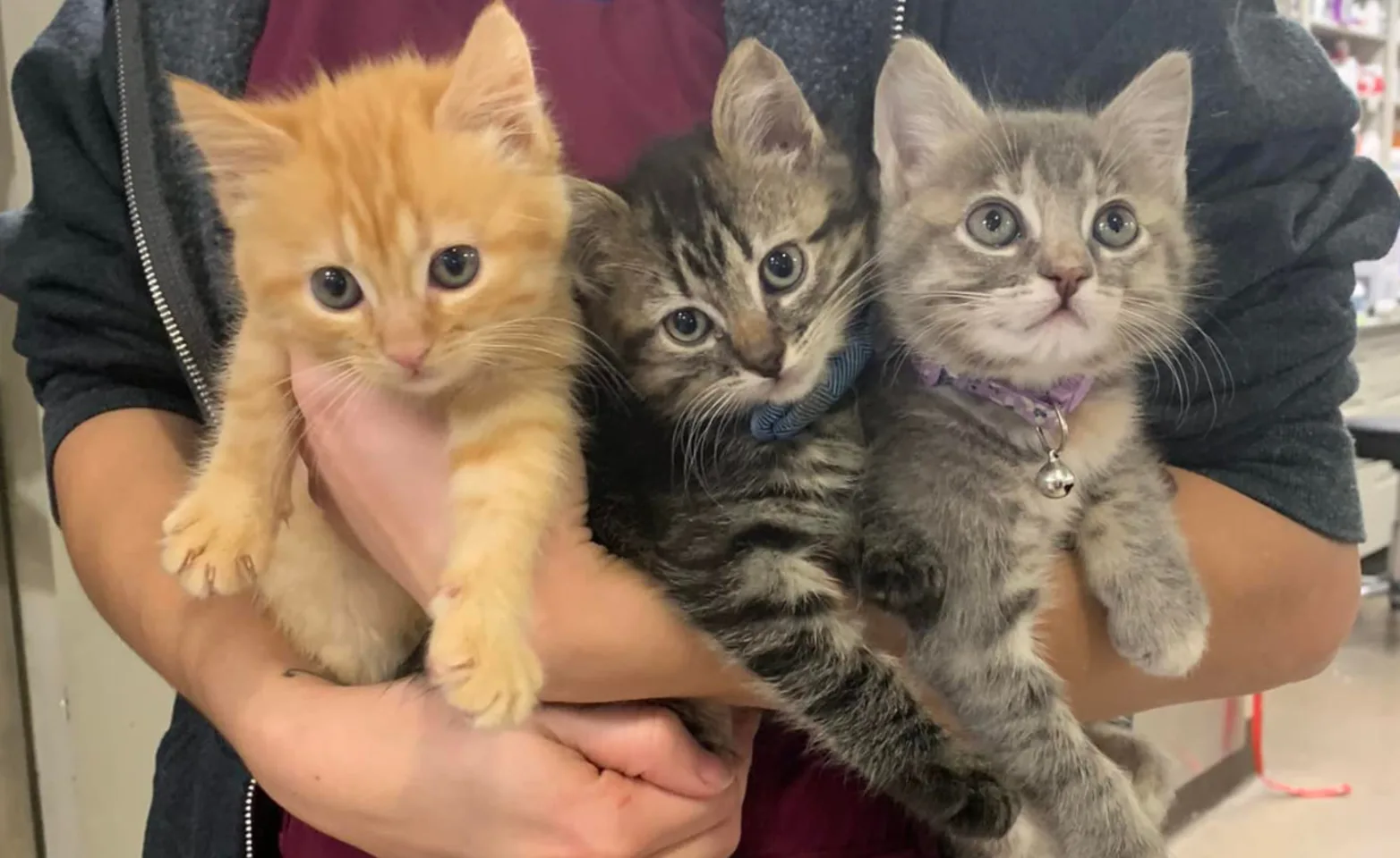 Three kittens being held by a staff member Three kittens being held by a staff member