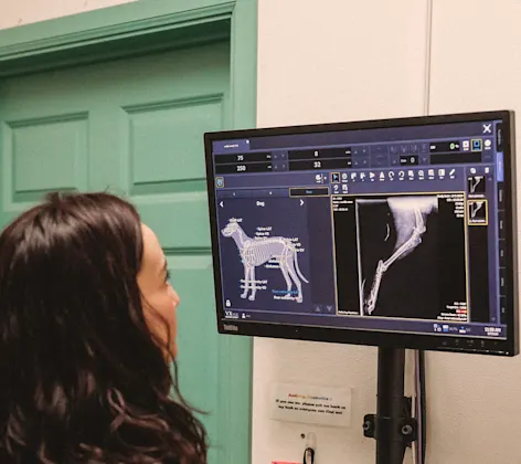 A technician looking at x-rays A technician looking at x-rays