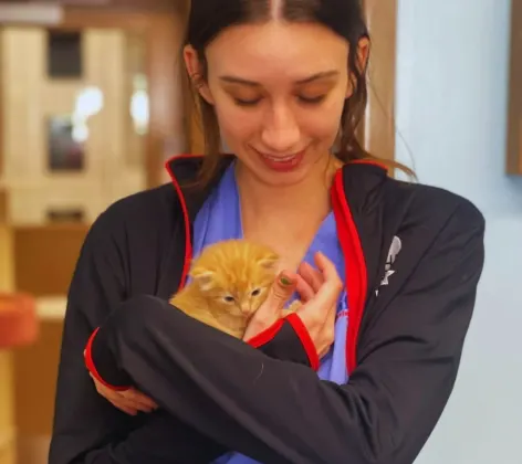 Vet holding orange kitten