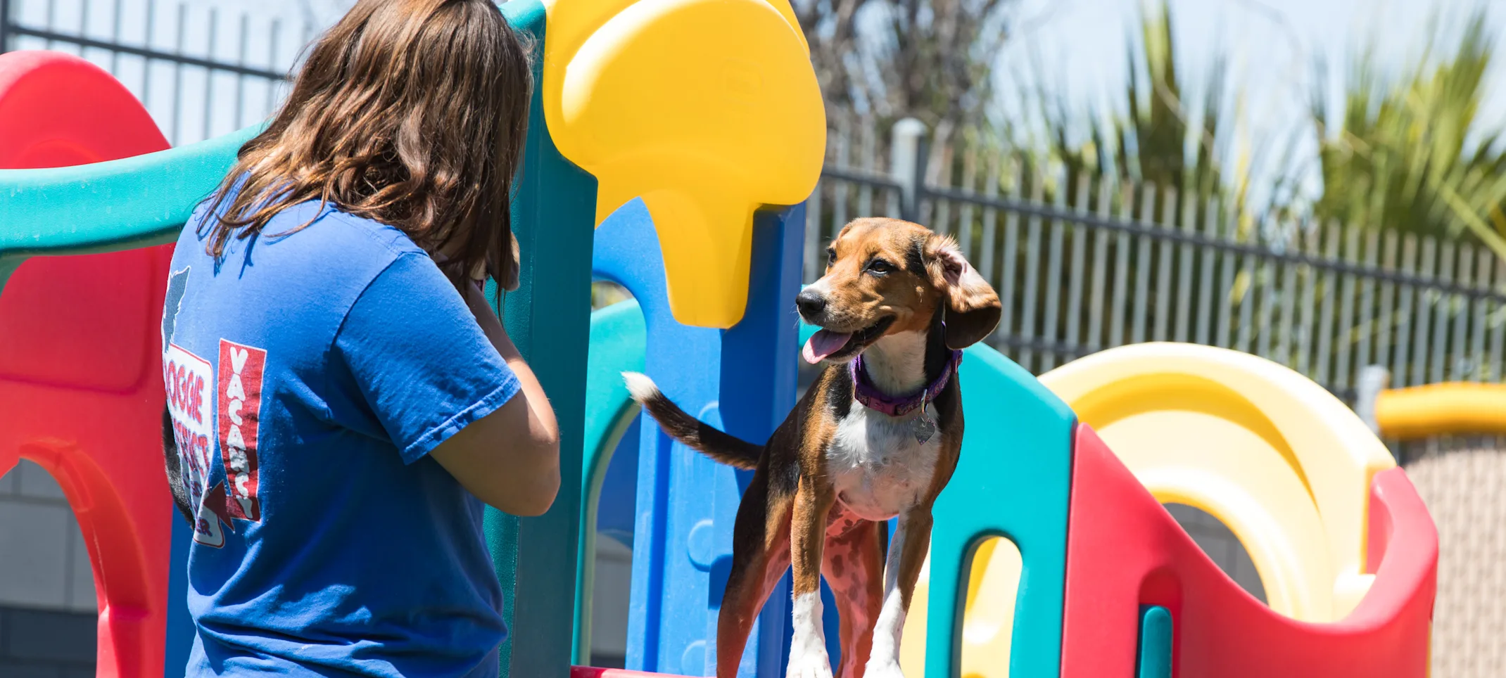 dog Daycare dog Daycare