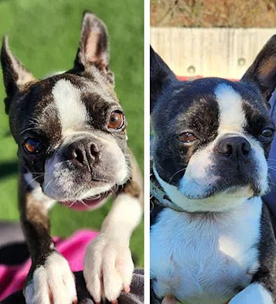 Zoe, small black and white dog Zoe, small black and white dog