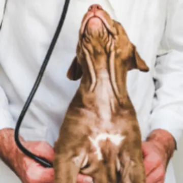 Brown Dog Looking Up at Veterinarian Brown Dog Looking Up at Veterinarian