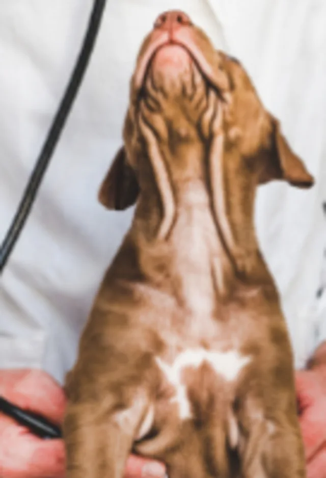 Brown Dog Looking Up at Veterinarian