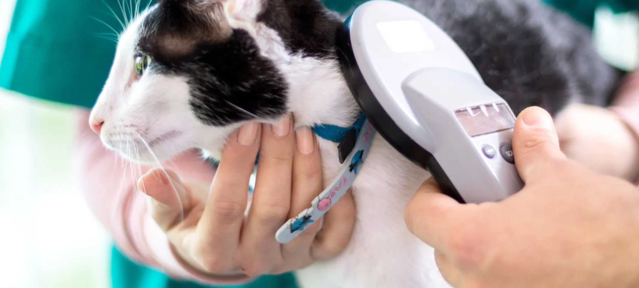 White and black cat is being microchipped on top of clinical table.