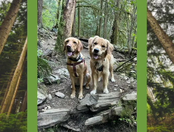 Hugo & Walter, two dogs standing in the forest Hugo & Walter, two dogs standing in the forest