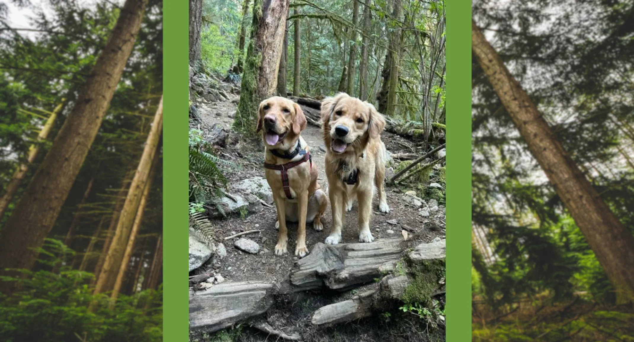 Hugo & Walter, two dogs standing in the forest Hugo & Walter, two dogs standing in the forest