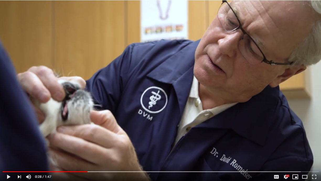 Dr David looking at a dog patient