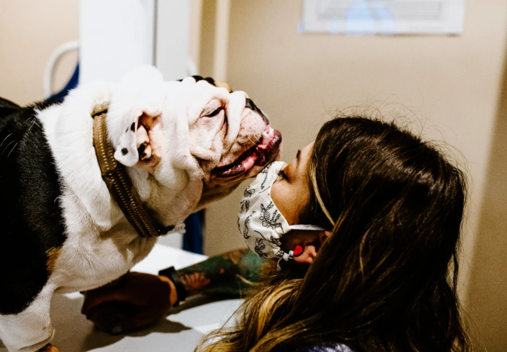 Staff with mask snuggle Bulldog at Overland Veterinary Clinic