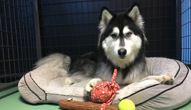 Bowhaus (Boulder) Boarding