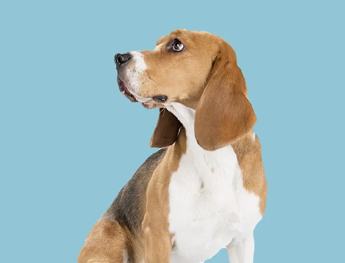 Dog in front of teal backdrop Dog in front of teal backdrop