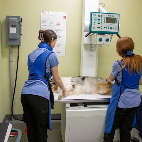 KL & GB X-Ray KL & GB X-Ray