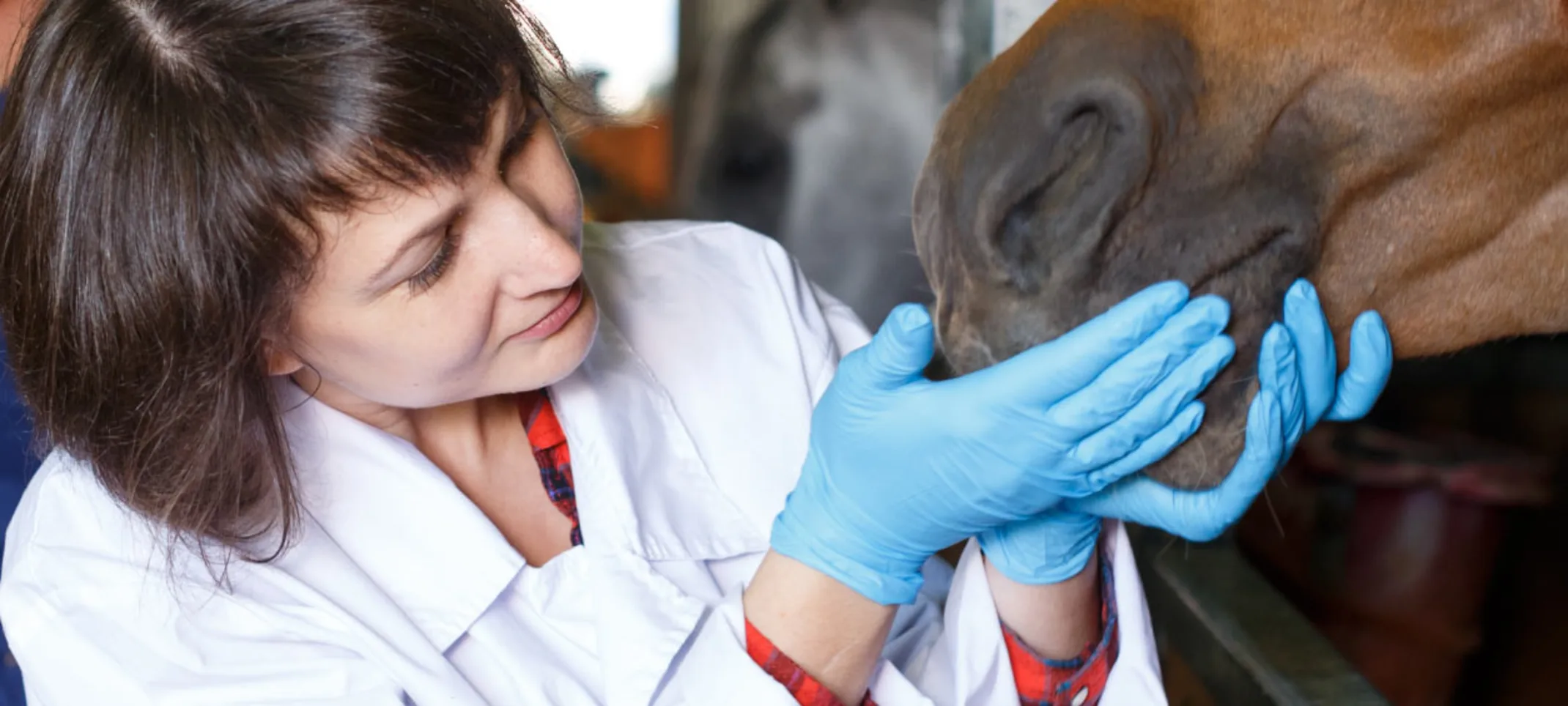 Horse being Examined by Doctor Horse being Examined by Doctor
