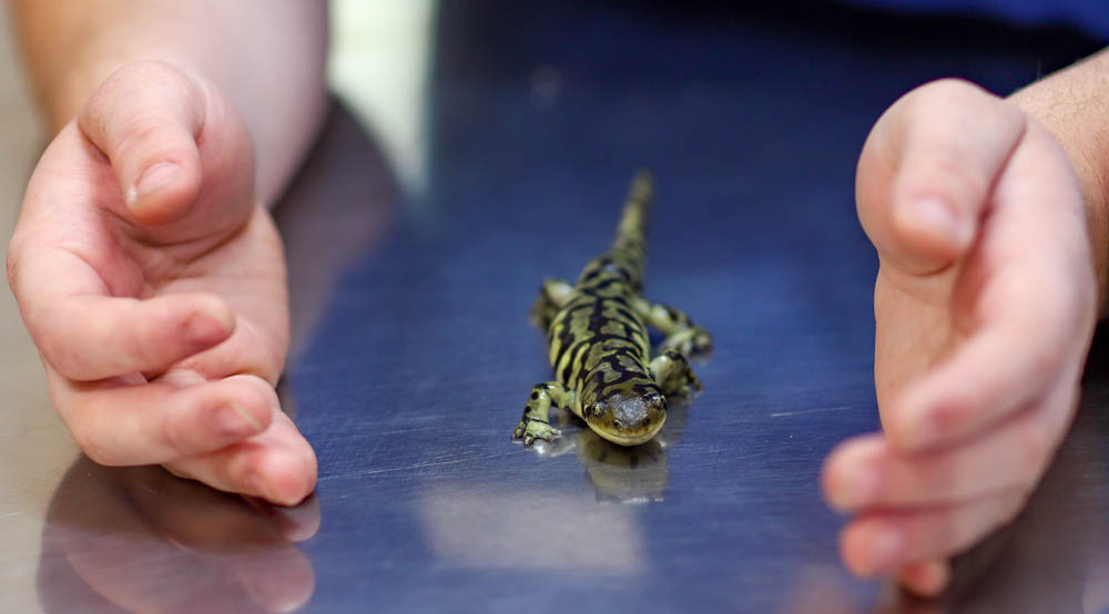 Lizard with spots walking on table