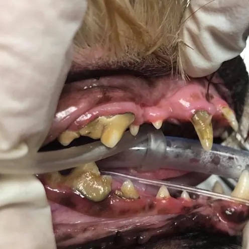 Dog's teeth Dog's teeth