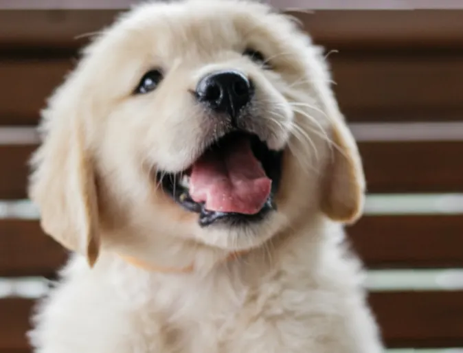 Puppy Sitting Outside on a Bench