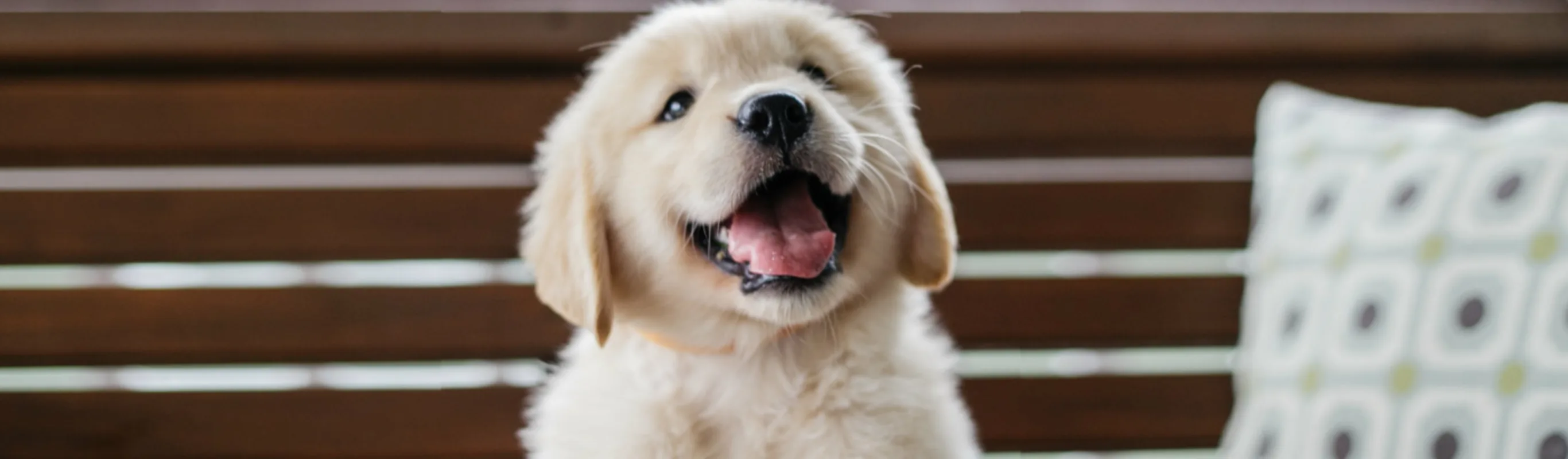 Puppy Sitting Outside on a Bench