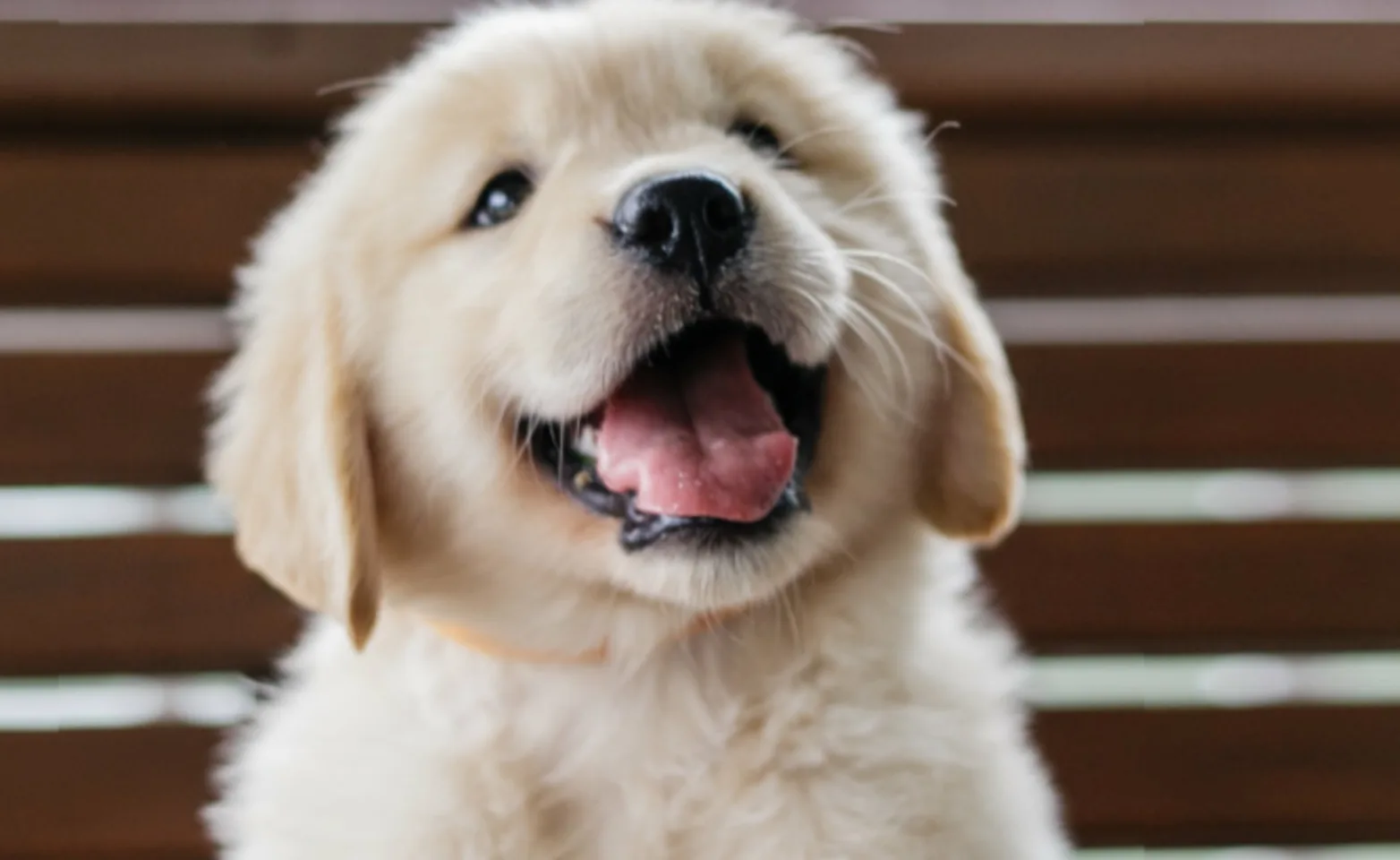 Puppy Sitting Outside on a Bench