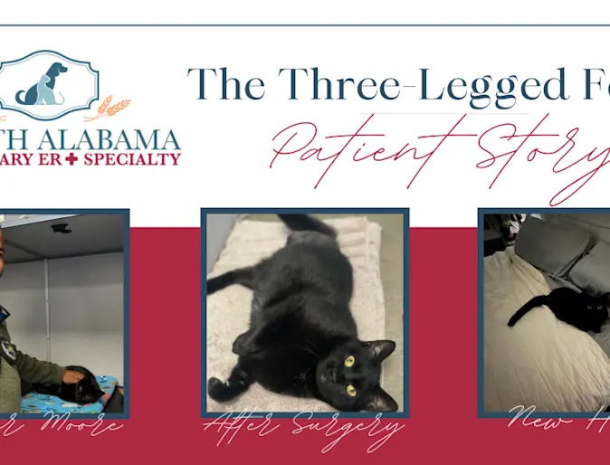 The Three Legged Feline Patient Story The Three Legged Feline Patient Story
