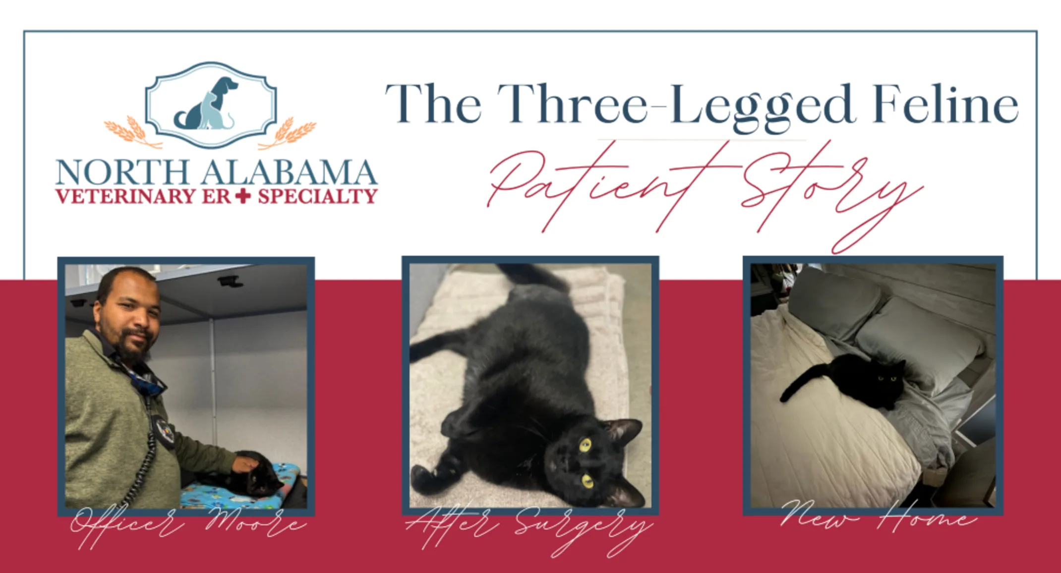 The Three Legged Feline Patient Story The Three Legged Feline Patient Story