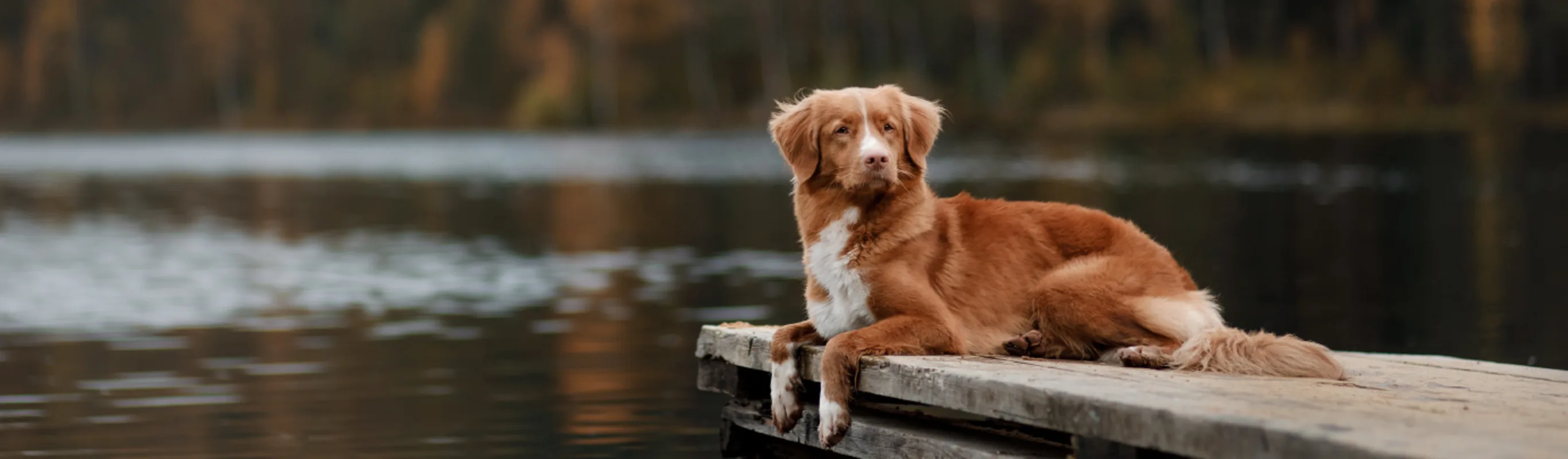 Dog on dock at lake with forest