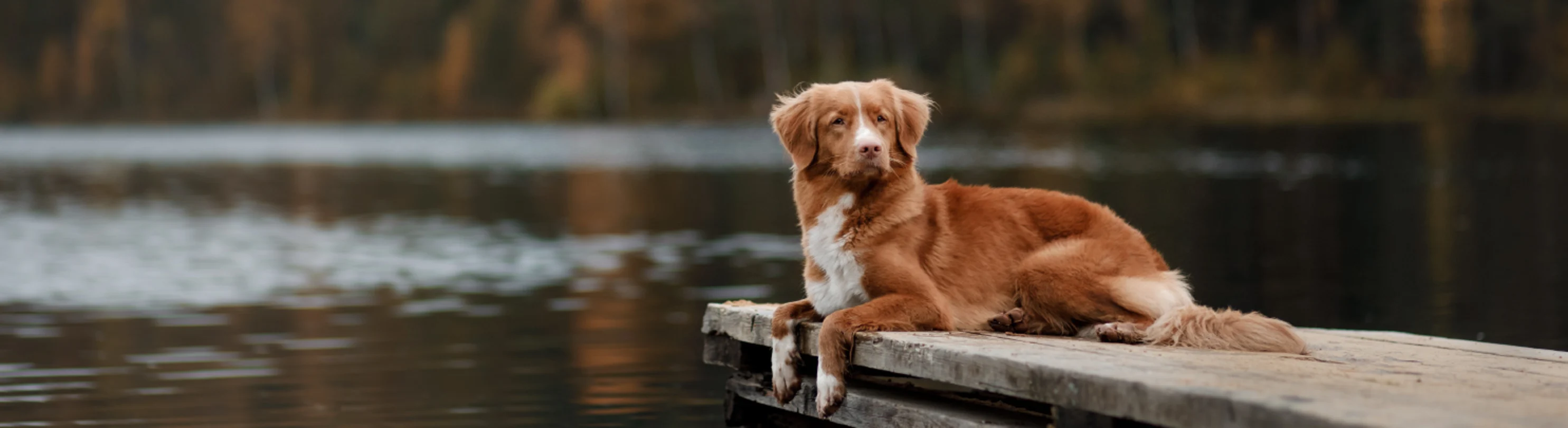 Dog on dock at lake with forest