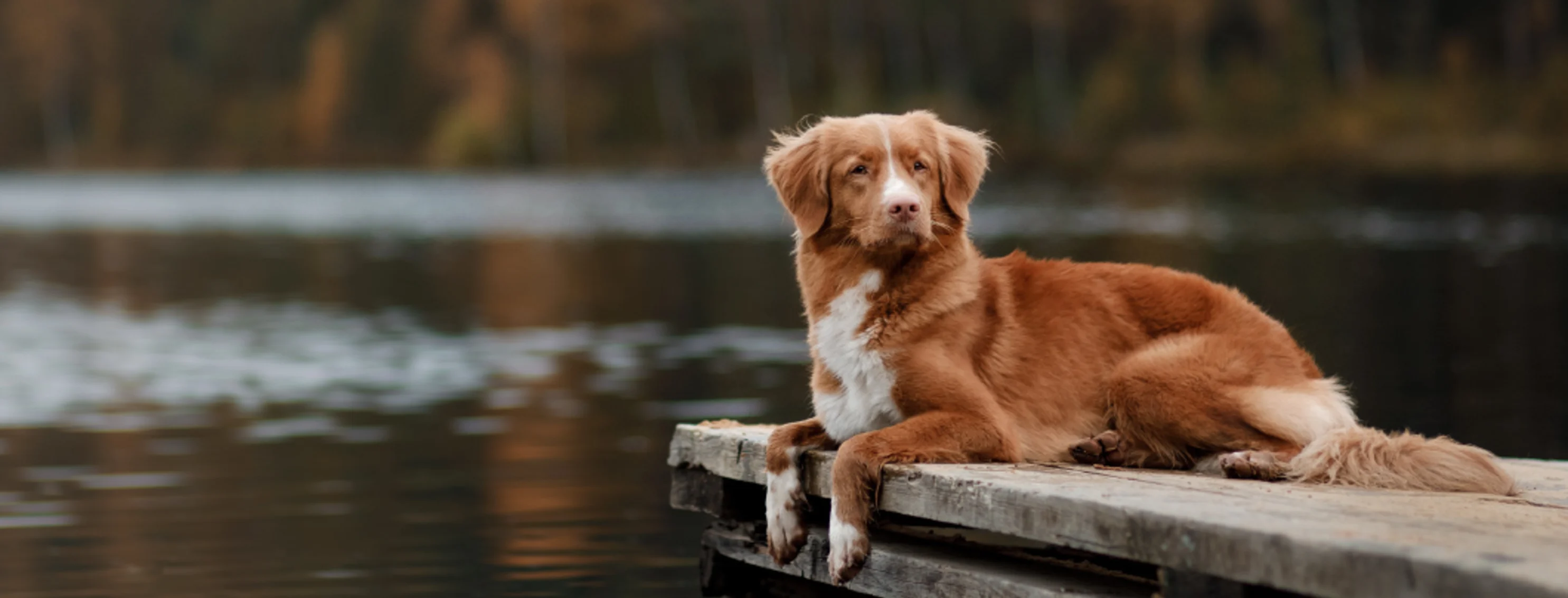 Dog on dock at lake with forest