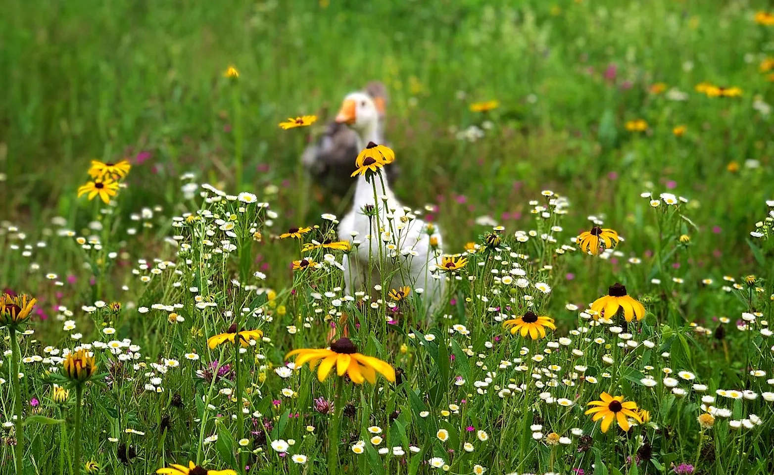 Goose in flower field Goose in flower field