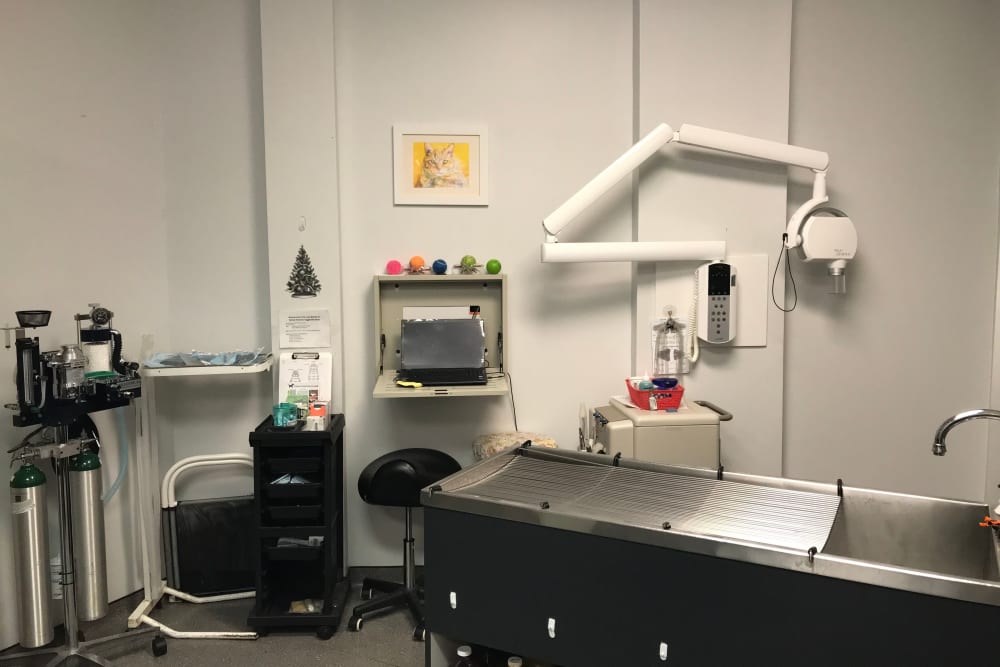 Countryside Veterinary Clinic of Richmond Exam