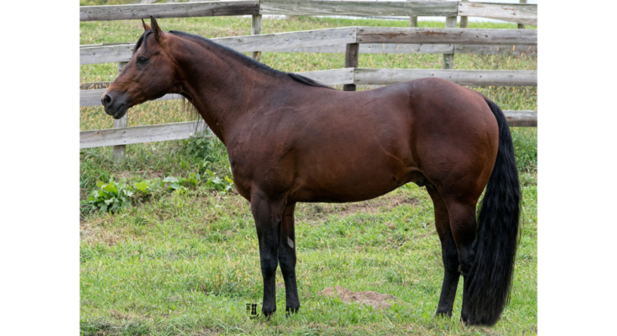 Presidential Order, a dark brown horse