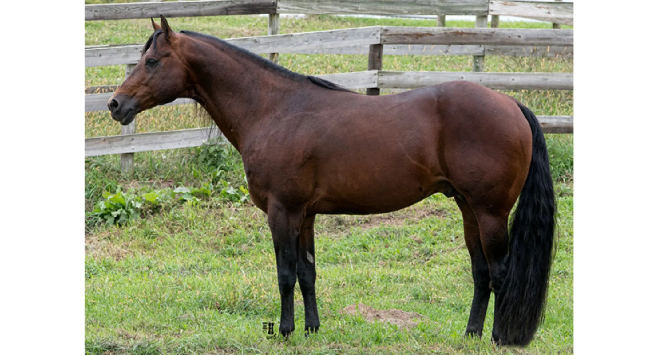 Presidential Order, a dark brown horse