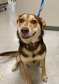 Dog sitting and smiling on floor