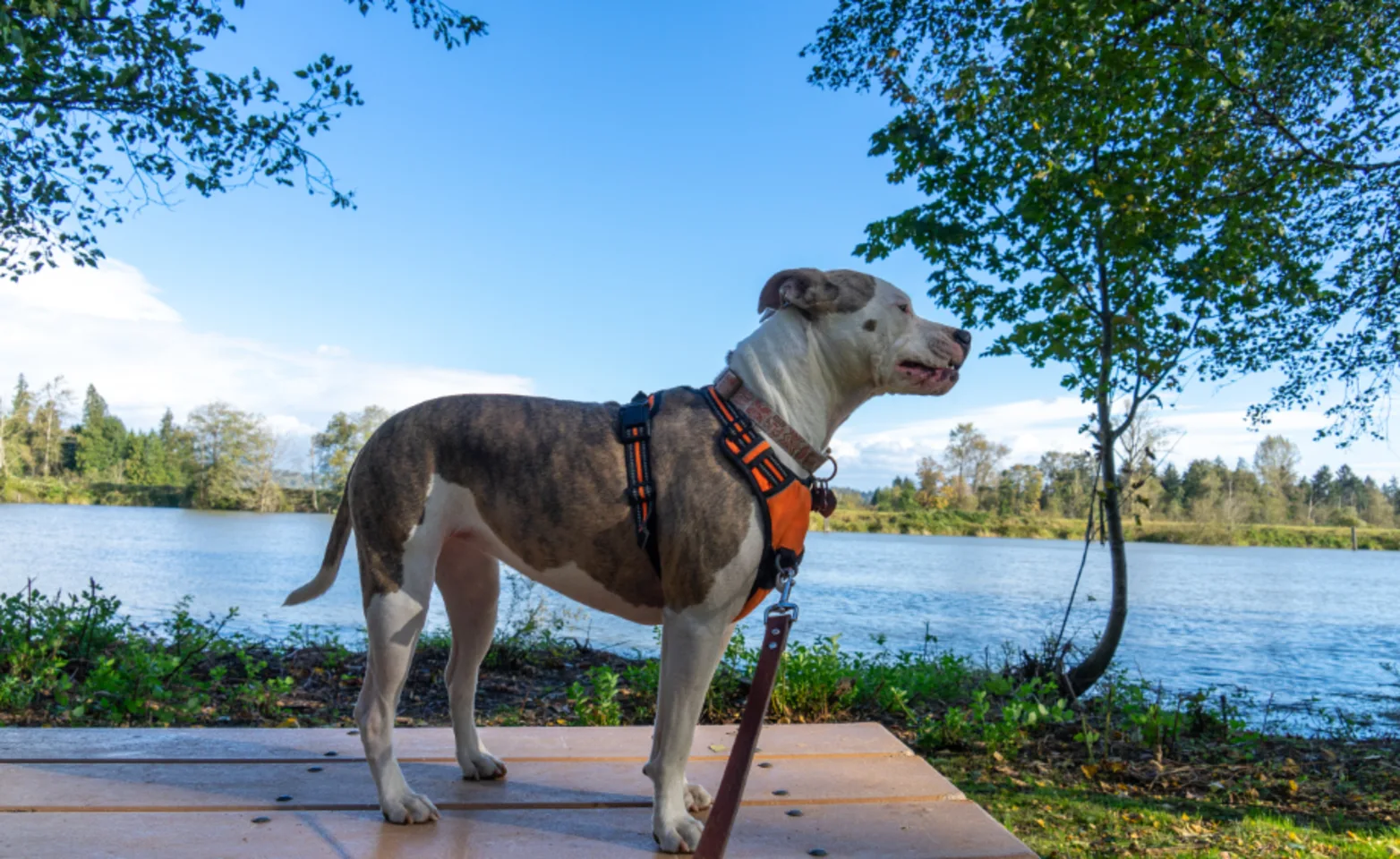 Dog Standing on Table Next to a Lake Dog Standing on Table Next to a Lake