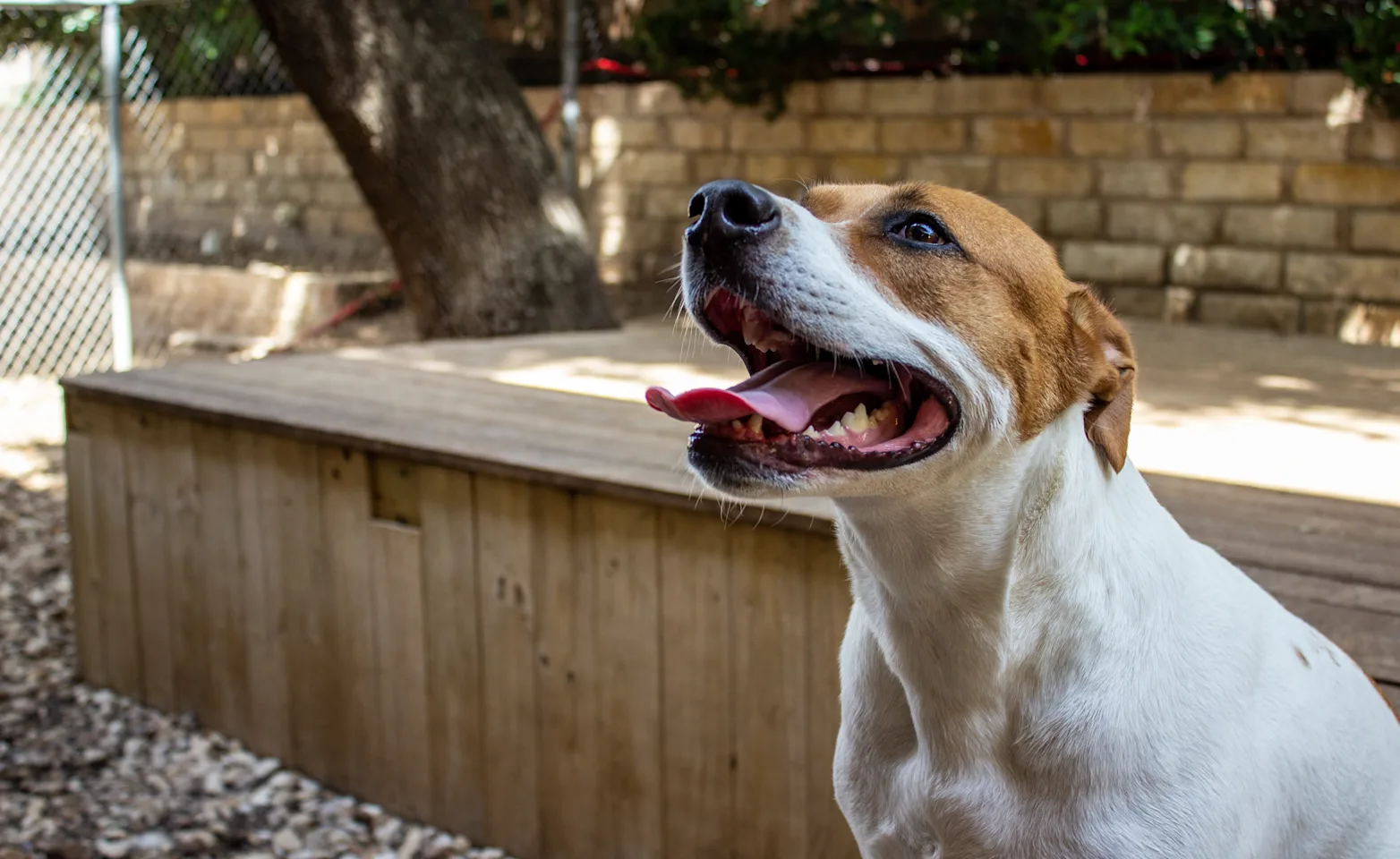 dog smiling