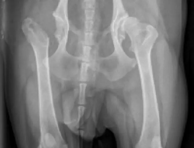Canine Hip Dysplasia at Veterinary Emergency and Referral Hospital of West Toronto