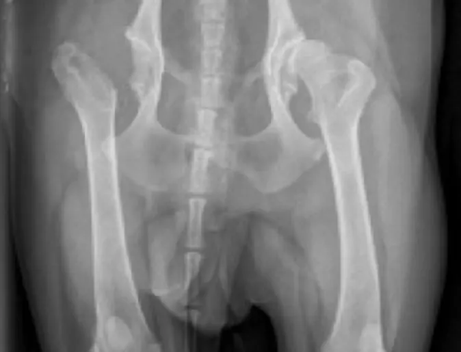 Canine Hip Dysplasia at Veterinary Emergency and Referral Hospital of West Toronto Canine Hip Dysplasia at Veterinary Emergency and Referral Hospital of West Toronto