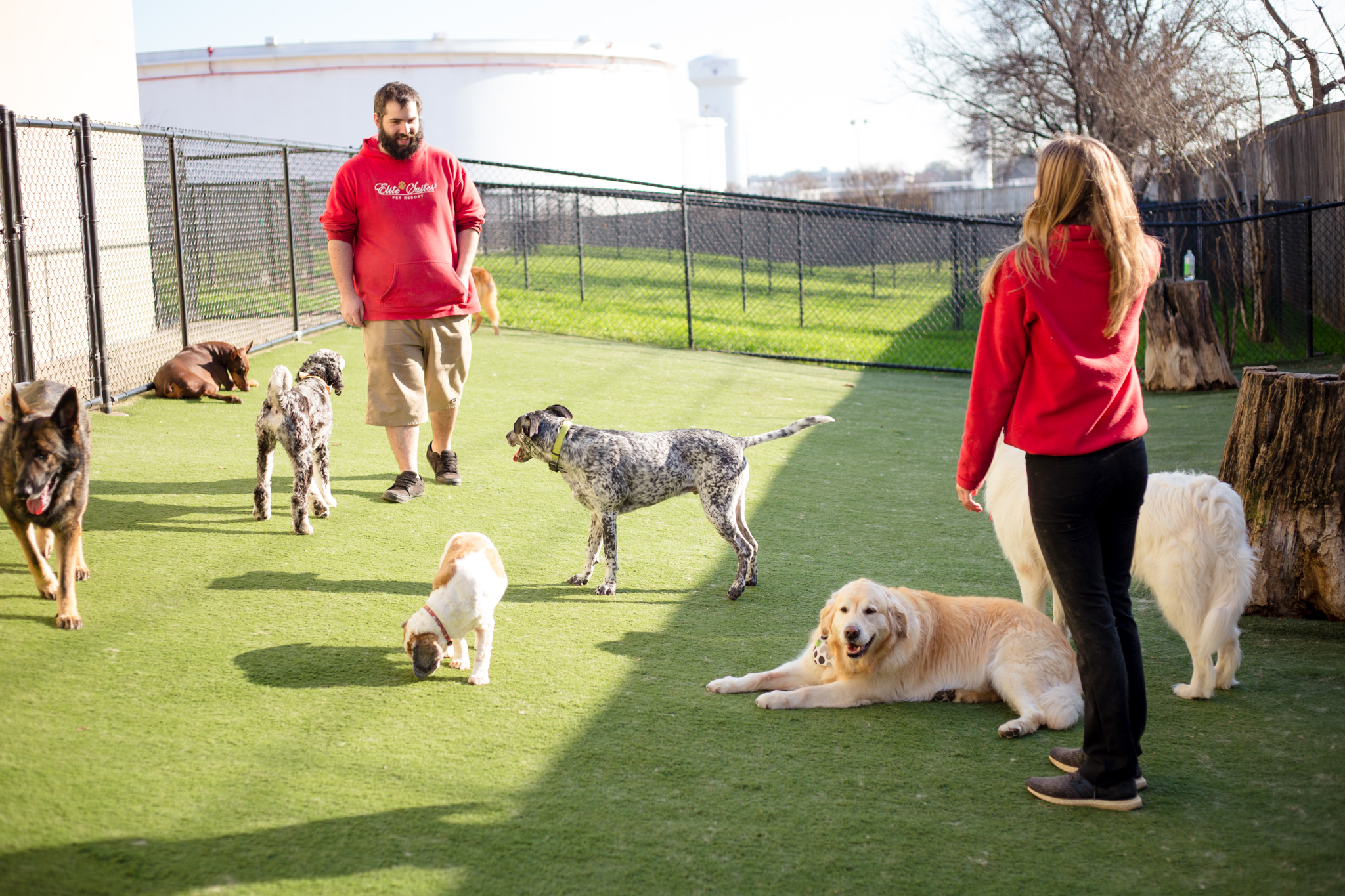 dogs playing with staff in yard at dog daycare