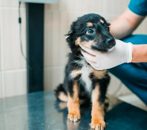 Little calico puppy sitting on a clinic table getting his or her's throat and neck checked up from a Veterinarian. 